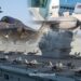ABD ve Birleşik Krallık F-35B savaş uçakları HMS Queen Elizabeth uçak gemisinde konuşlandı