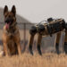 Ghost Robotics Vision 60 - robot köpek - robot k-9