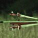 Nexter 120mm APFSDS